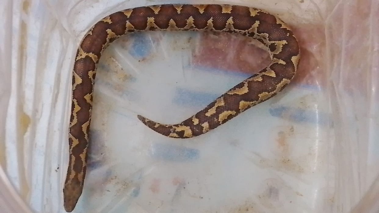 Thankfully the snake was not poisonous after getting bitten the woman herself reached the health center