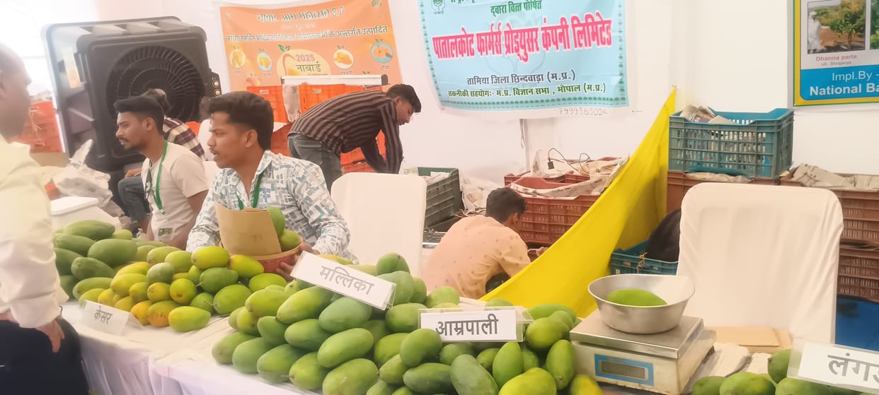 Bhopal: State level mango festival inaugurated in Bhopal, mango price up to 2 thousand, Noorjahan and Sundarja