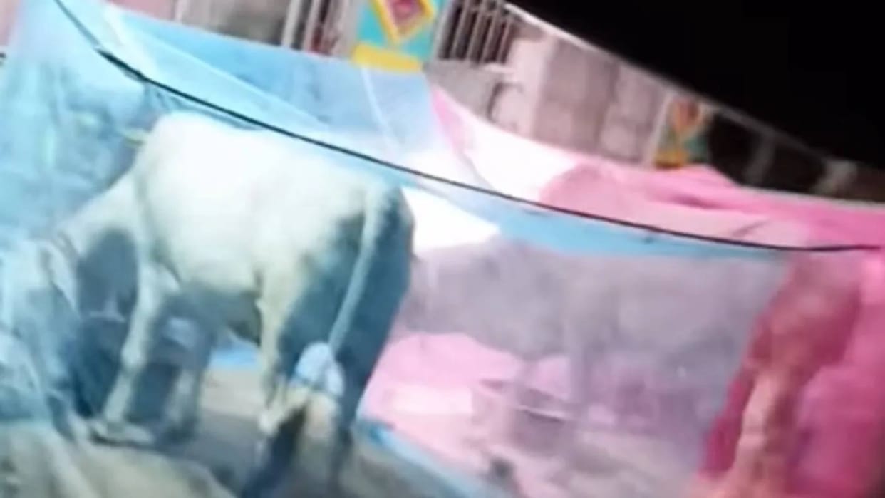 Mosquitoes were biting the cows the owner immediately got mosquito nets installed Video goes Viral
