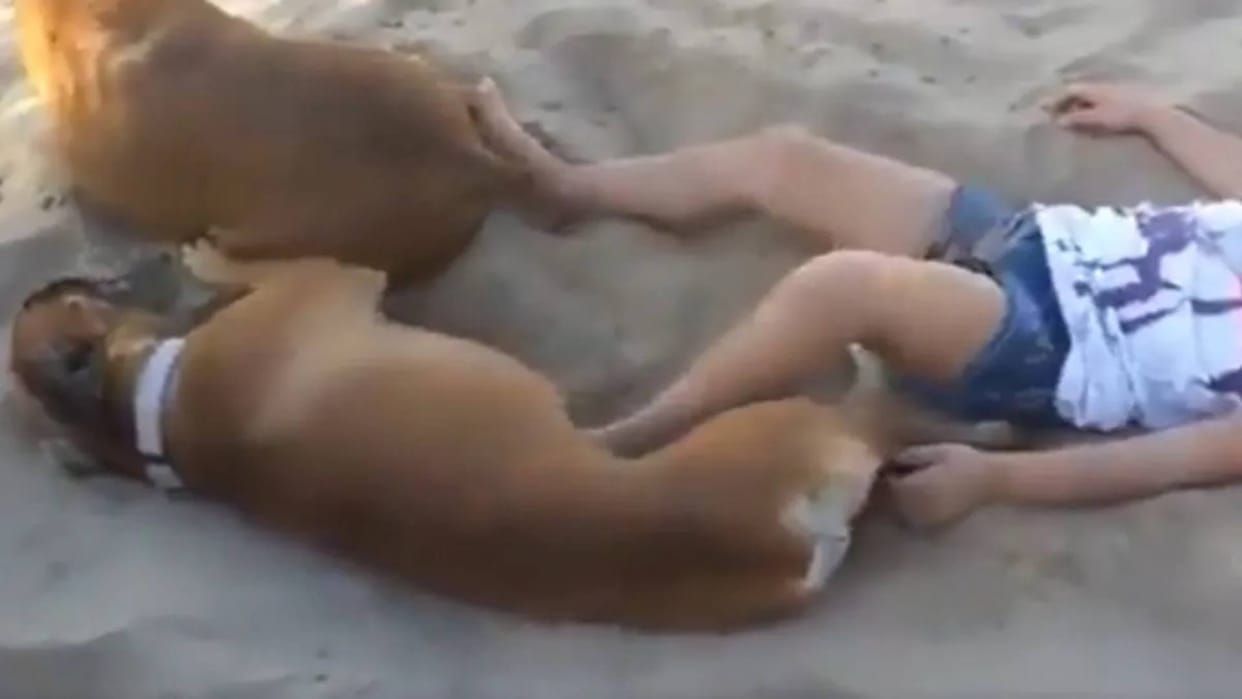 The girl was repeatedly teasing the sleeping dog and disturbing his sleep Video goes viral on Internet