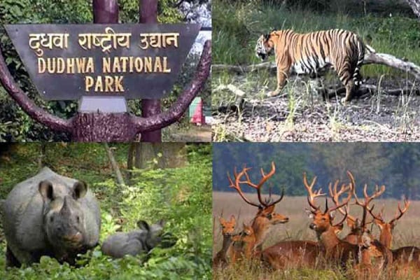 UP: Gorakhpur zoological garden closed after tigress tested positive for bird flu, all three tiger reserves wi