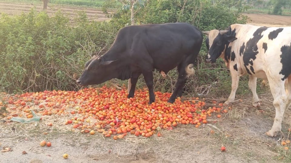 Forget about profit... tomatoes are not even covering the cost, farmers forced to throw them on the road