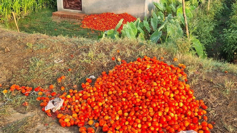 Forget about profit... tomatoes are not even covering the cost, farmers forced to throw them on the road