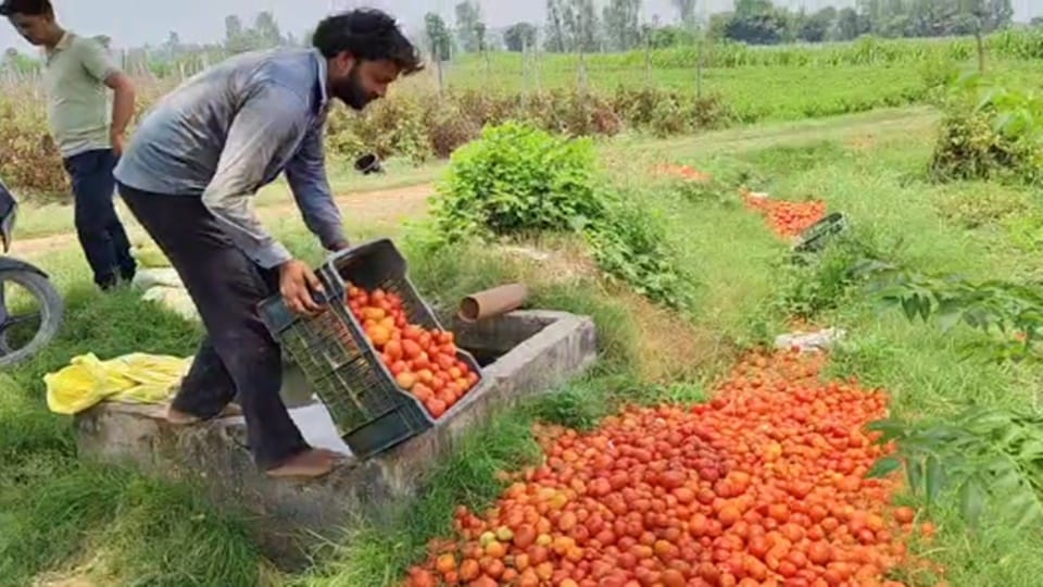 Forget about profit... tomatoes are not even covering the cost, farmers forced to throw them on the road