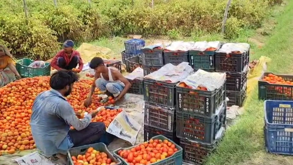 Forget about profit... tomatoes are not even covering the cost, farmers forced to throw them on the road