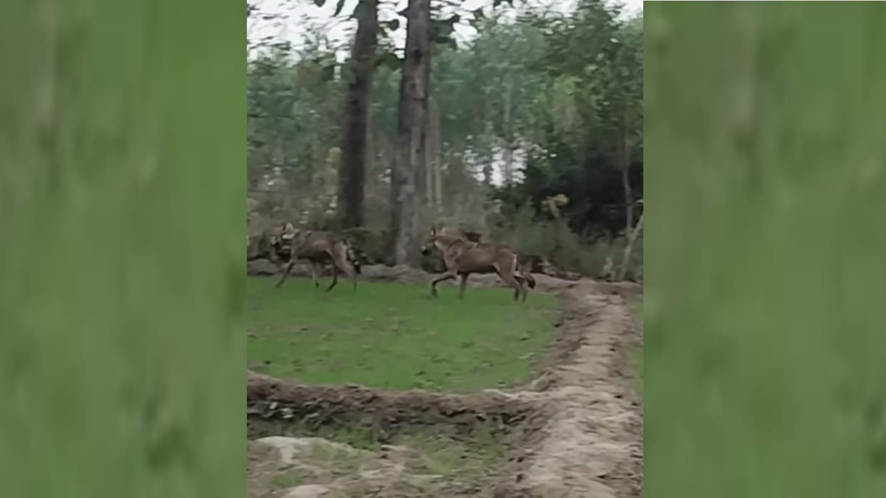 Bahraich: Claim of seeing two wolves in the village, video goes viral