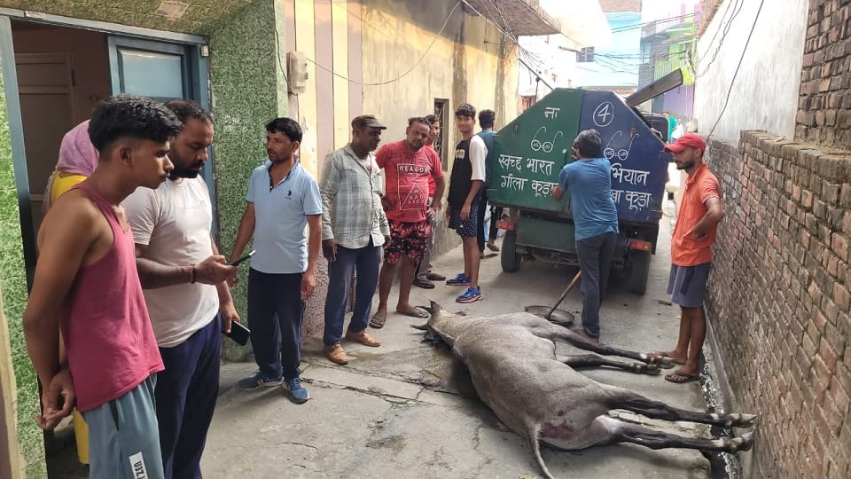 Bijnor: Nilgai killed a farmer, created ruckus among the population for half an hour, then died itself.