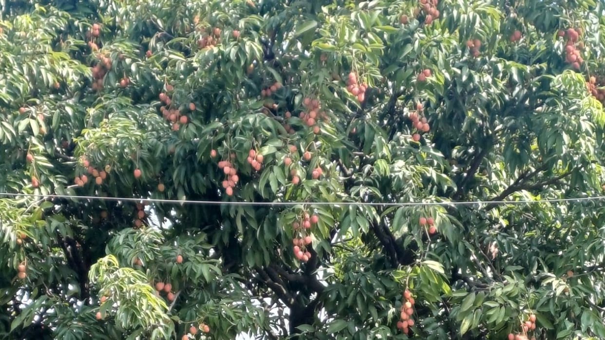 Litchi ripened before time in Himachal its size also decreased changing weather is affecting the crops