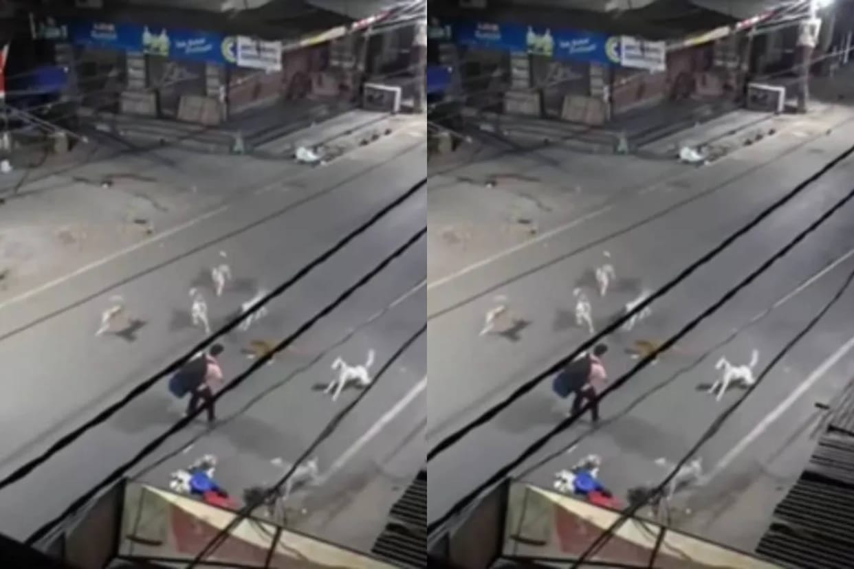 A pack of dogs attacked a boy at midnight the man took out his belt and then what happened Video goes Viral