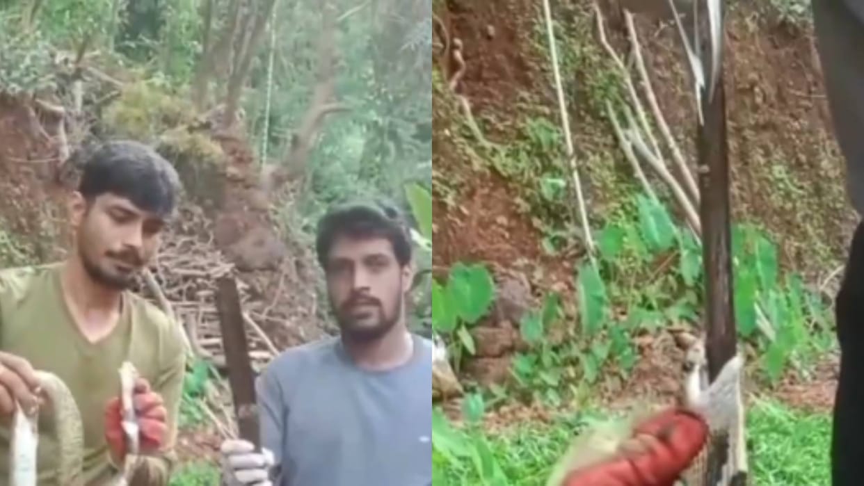 In the greed of hunting a cobra snake swallowed a 1 foot long knife its condition worsened Video goes Viral