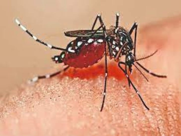Bharat Biotech says malaria vaccine will be available by 2028 for 429 rupees