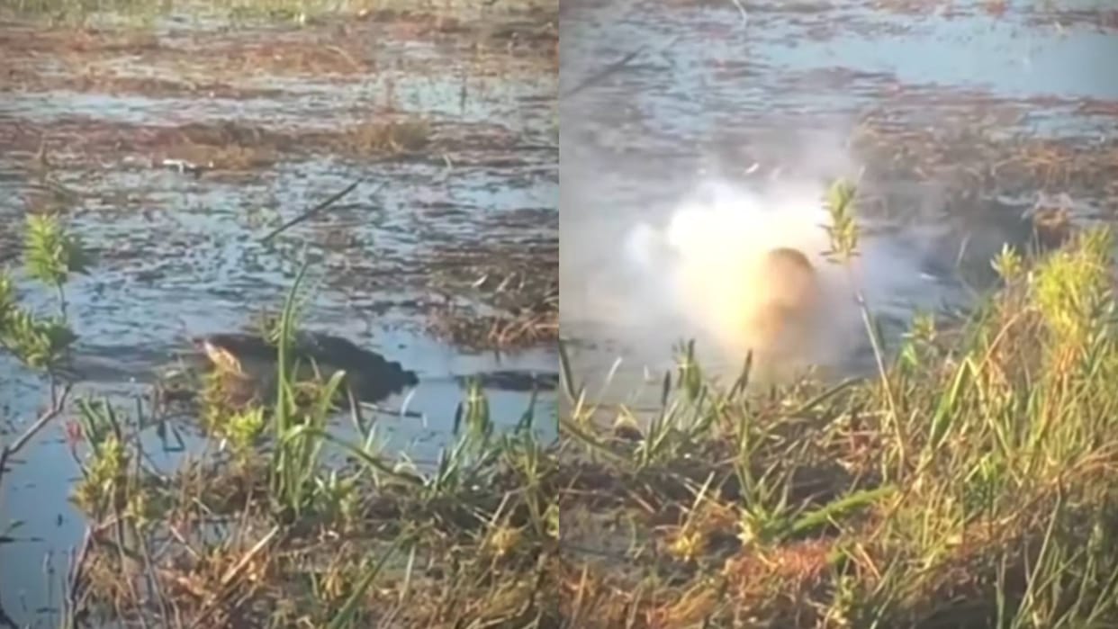 Crocodile mistook the drone hovering over its head for prey blast occurred in its mouth Video goes viral