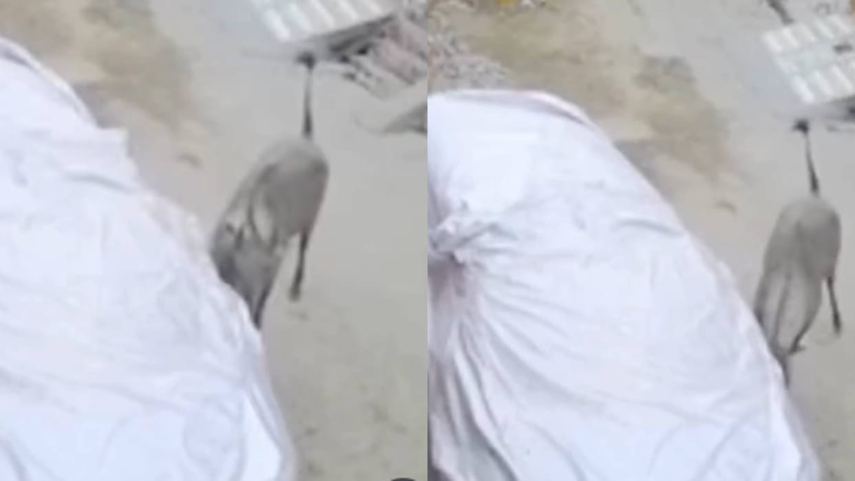 Nilgai Attacked to the city caused a lot of vandalism broke the windows and bumpers Video goes viral
