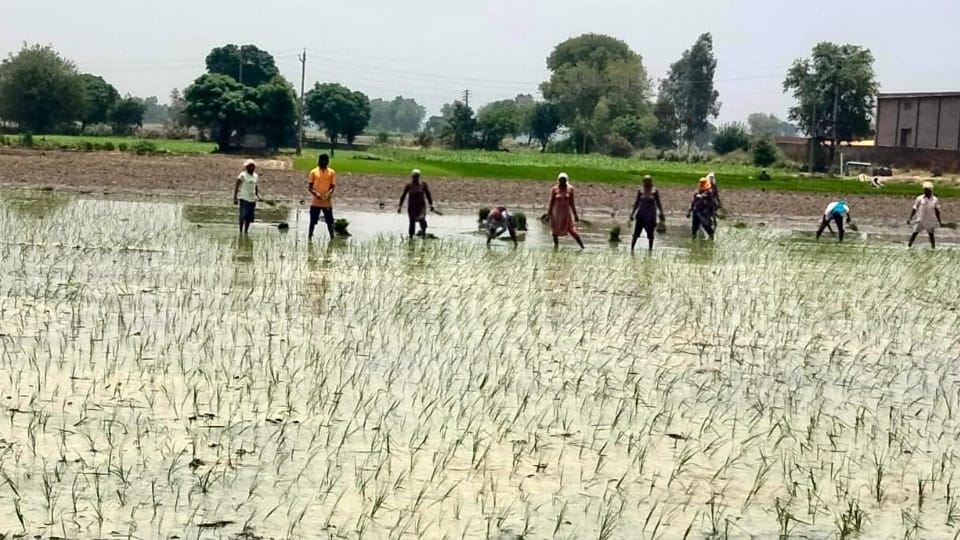 Red alert for heat wave for two days in Punjab paddy sown in boiling water amidst scorching heat