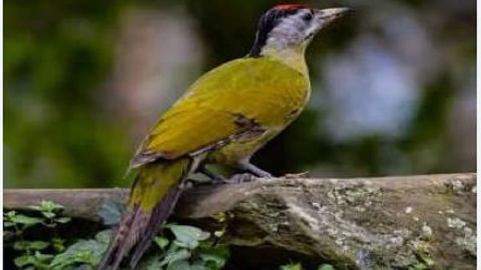 Small yellow woodpecker bird seen in Kosi valley Almora