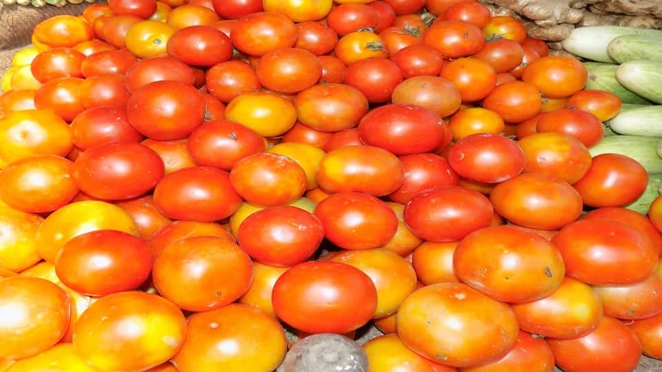 MP News: Madhya Pradesh ranks first in the country in tomato production, third largest state in vegetable prod