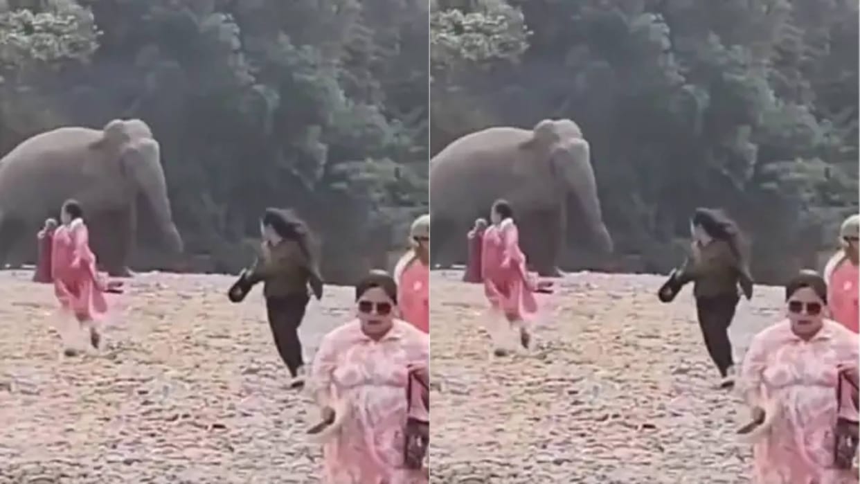 Family was enjoying a picnic then an elephant entered then people ran away Video goes Viral on Internet