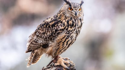 Which Birds Love to Eat Snakes Know About These Species and Interesting Facts Explained