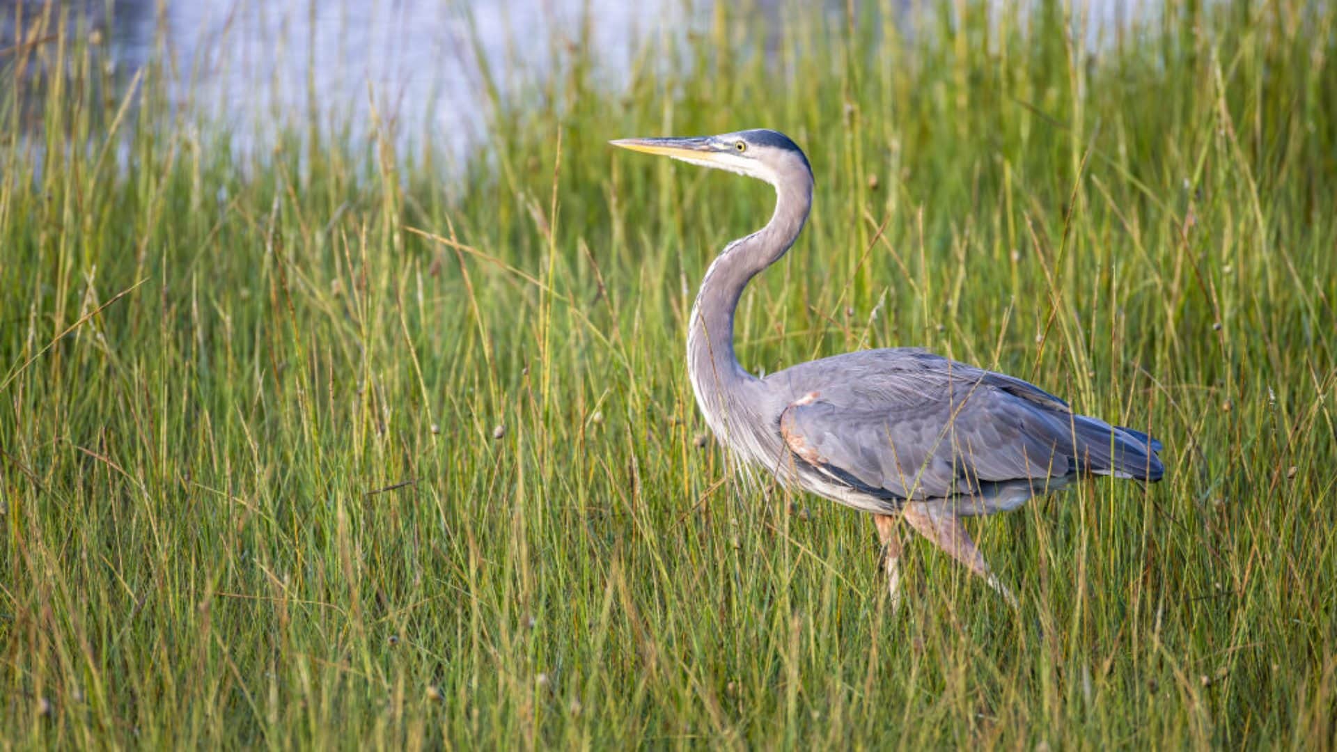 thease birds eat snakes secretary bird laughing falcon birds who love to eating snakes