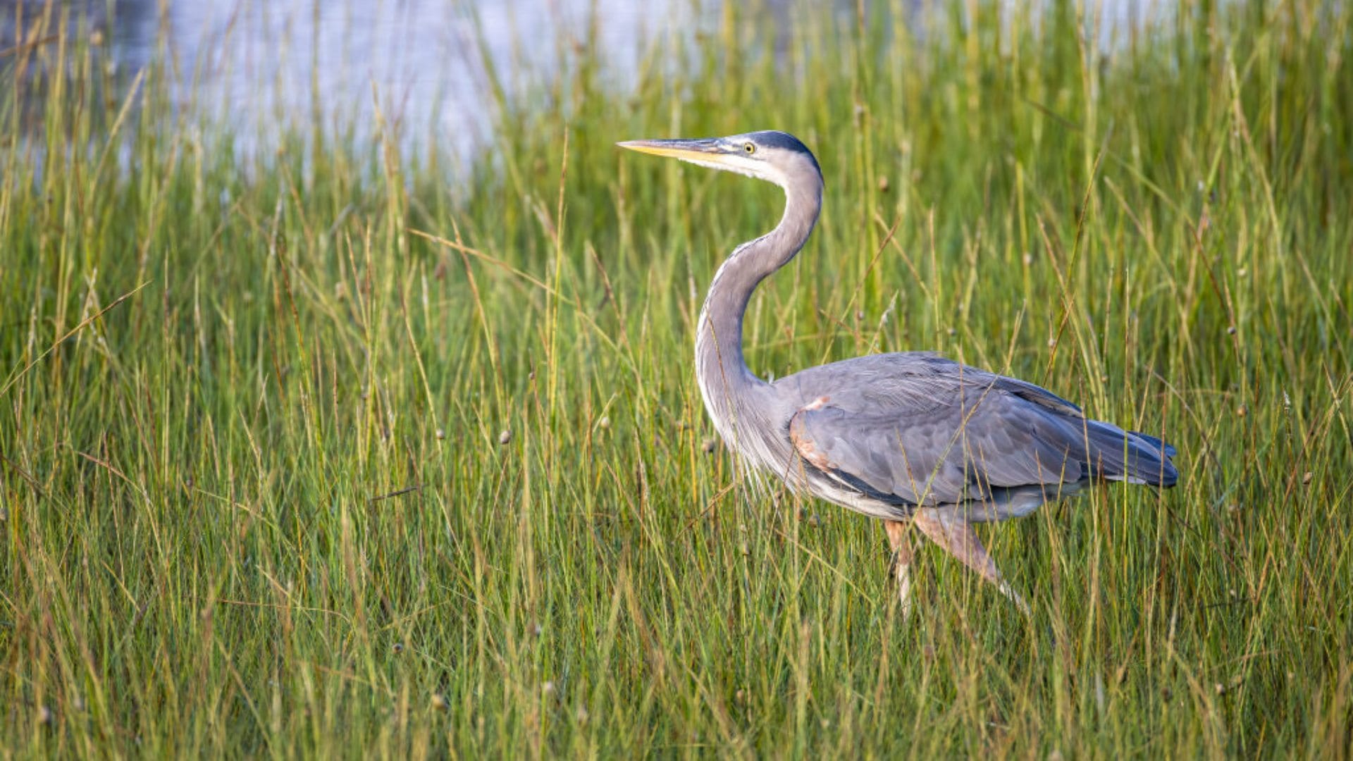 Which Birds Love to Eat Snakes Know About These Species and Interesting Facts Explained