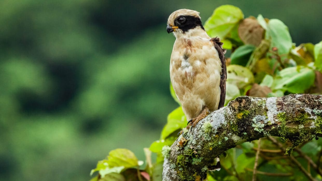 Indore News: Metro Project Threatens Regal Heritage and Bird Habitat
