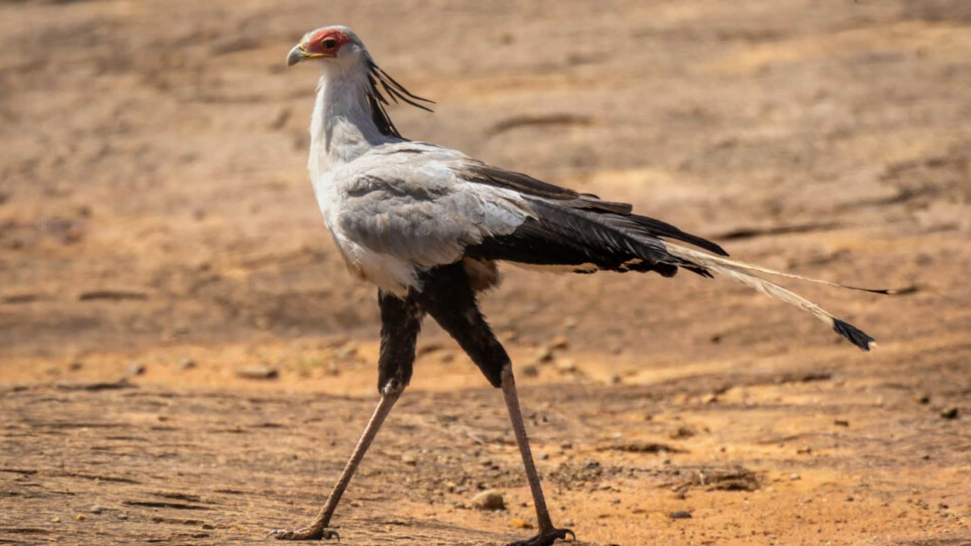 thease birds eat snakes secretary bird laughing falcon birds who love to eating snakes