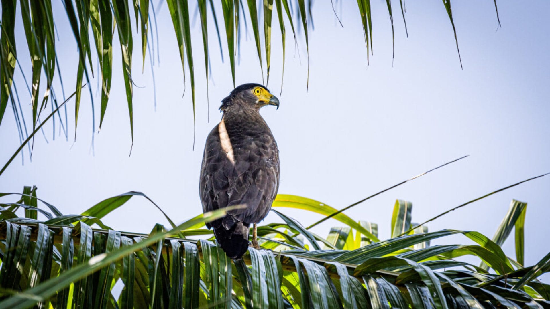 Which Birds Love to Eat Snakes Know About These Species and Interesting Facts Explained