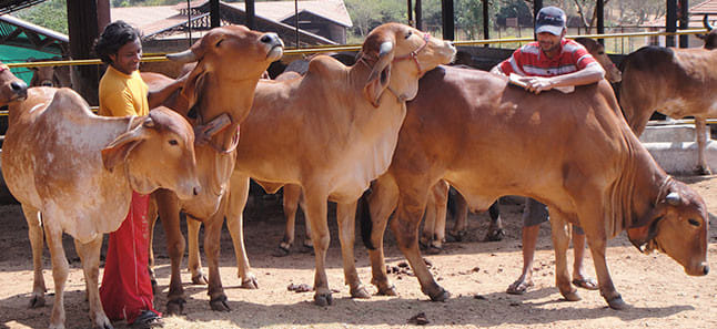 UP: Now in the state, not only cow milk but cow dung and urine will also get a price, this way the income of f