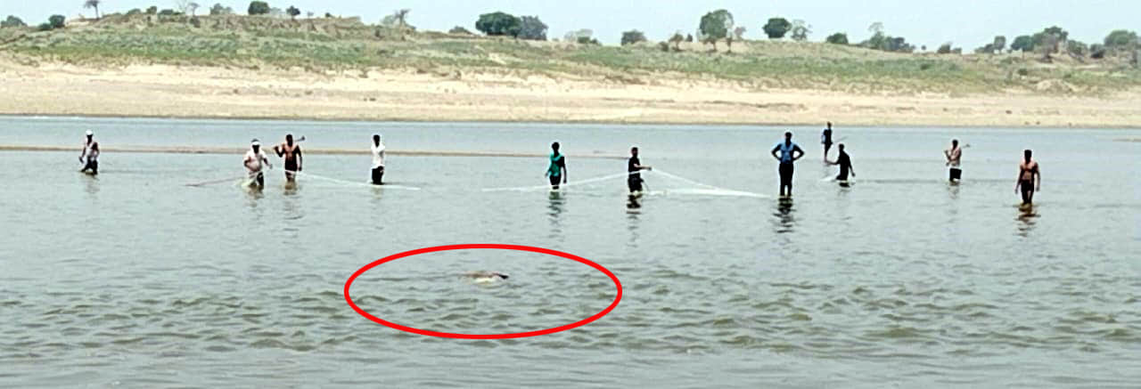 crocodile dragged woman into chambal river death