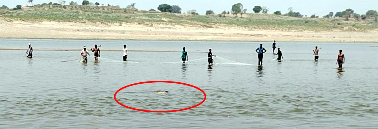 crocodile dragged woman into chambal river death