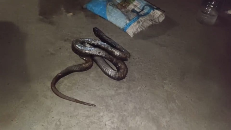 Saharanpur: A black snake came near the family sleeping in the courtyard, the pet dog killed the snake
