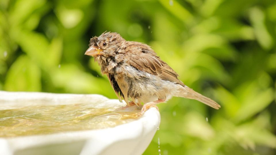 Birds falling sick due to heat stroke in Delhi