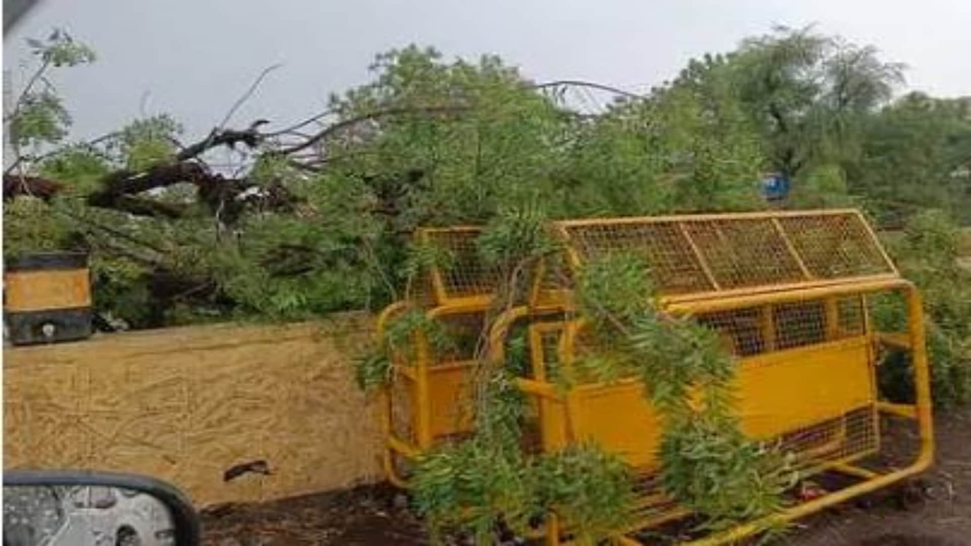 भाद्राजून में आंधी बारिश से पेड़ गिरे