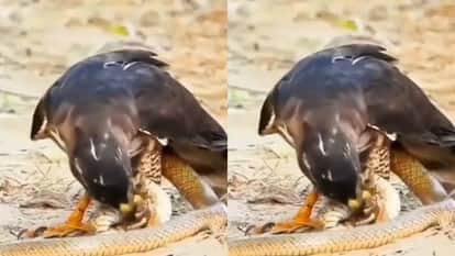 सांप ने पलट दिया बाज का सारा खेल