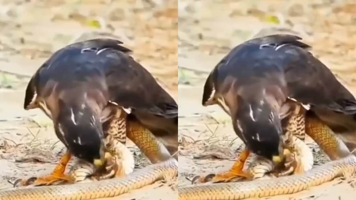 Eagle was trying to hunt snake in two seconds Snakes changed the whole game Video goes Viral