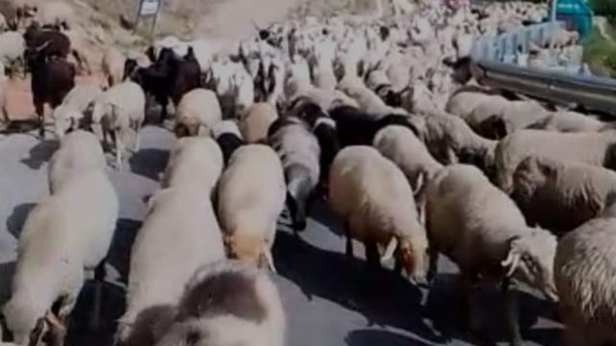 Himachal 2500 sheep and goats trapped near Kugati due to melting of glacier