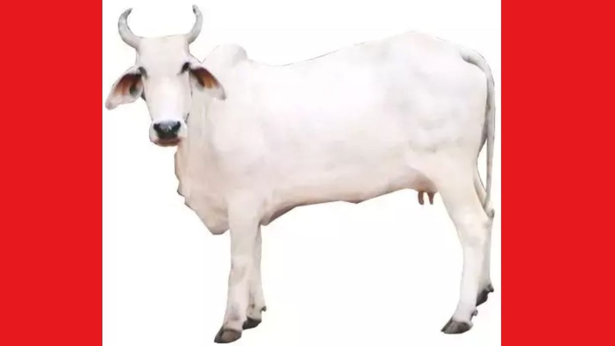 Himachal existence of the hill cow Gauri is in danger number of this breed has reduced to only ten thousand