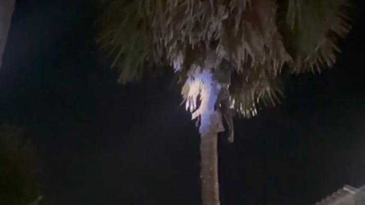 Bihar : पेड़ का 'इंतकाम' :पेड़ काटने के दौरान टहनी से गला दबा,युवक की मौत बिहार में पांच घंटे तक लटकता रहा शव