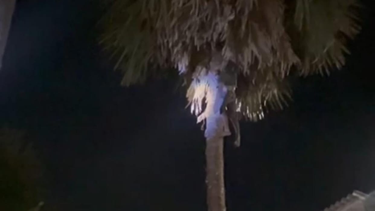Bihar news : young man died during cutting palm tree muzaffarpur bihar police