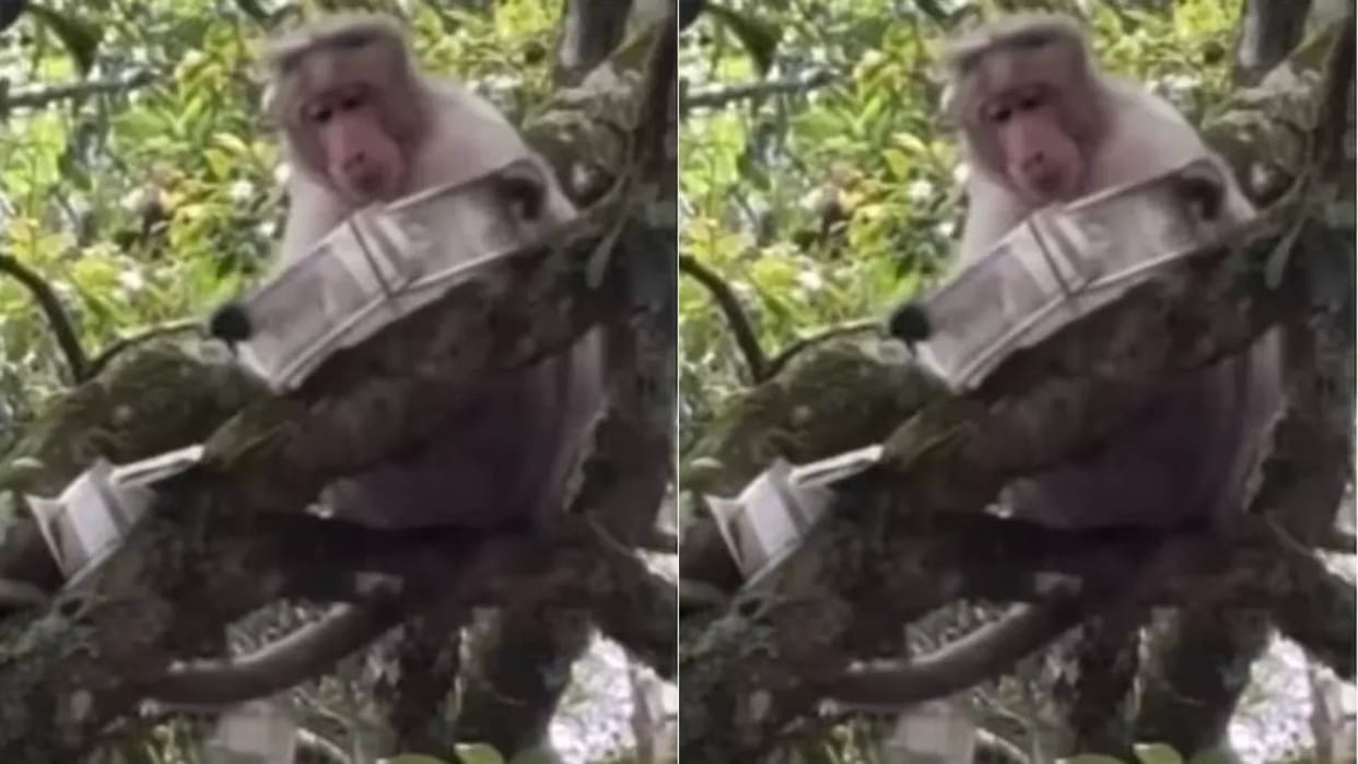 Monkey snatched a bundle of 500 rupee notes from a boy then blew it in the air people looted the money