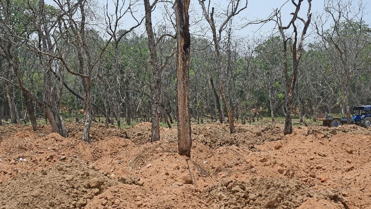 Graveyard Of Trees Will Be Green Again Dirty Water Removed, Soil Replaced In Chandigarh – Amar Ujala Hindi News Live