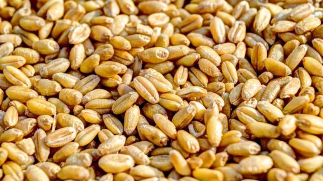 Wheat procurement from farmers in Himachal was less than the target know in detail