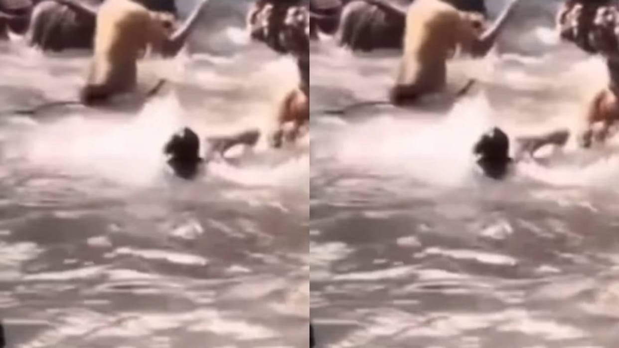 People were enjoying a bath in the waterfall suddenly a 6 feet long snake came and created panic in the water