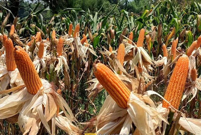 UP: For the first time in the state, the government is buying maize directly from farmers, purchase is being d