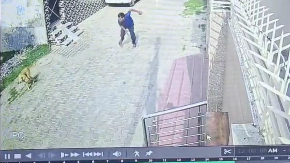 Stray dogs killed by attacking with bricks in Moga see video