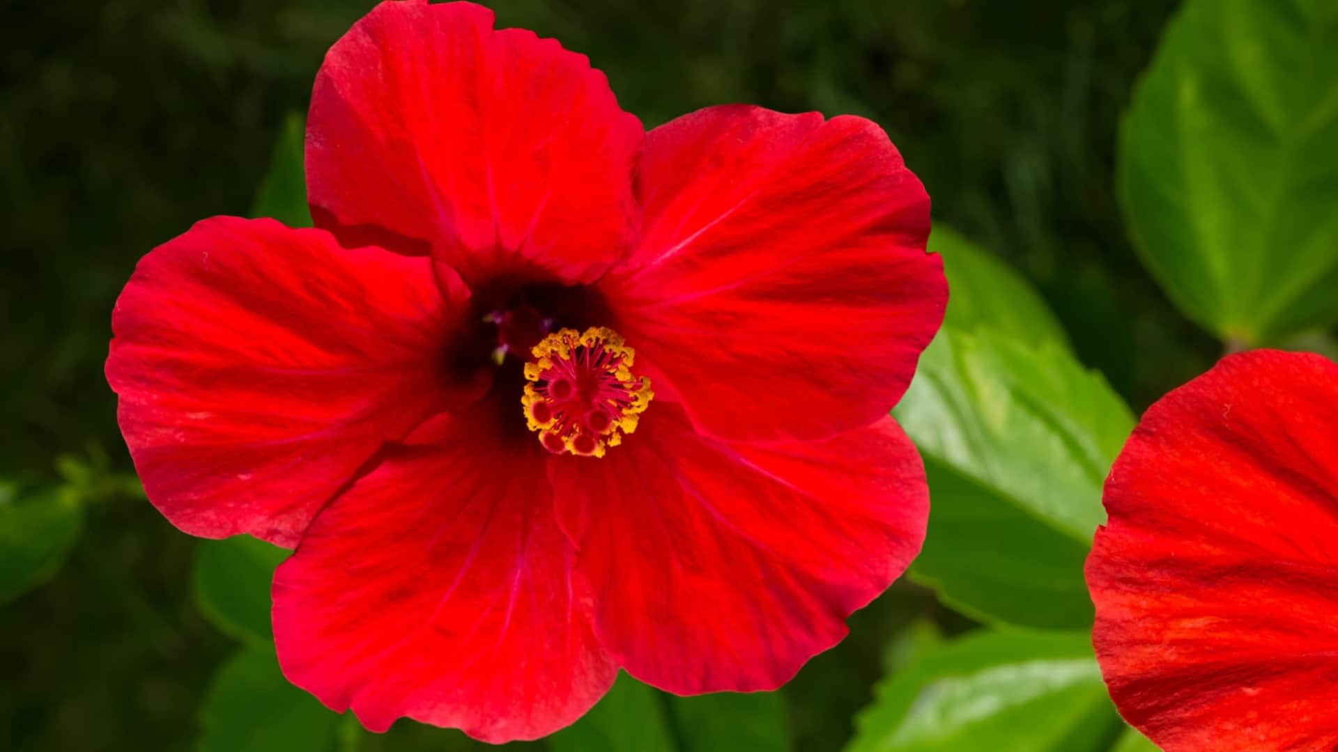 Shani Dev Remedies special flowers to ward off sade sati and dhaiya