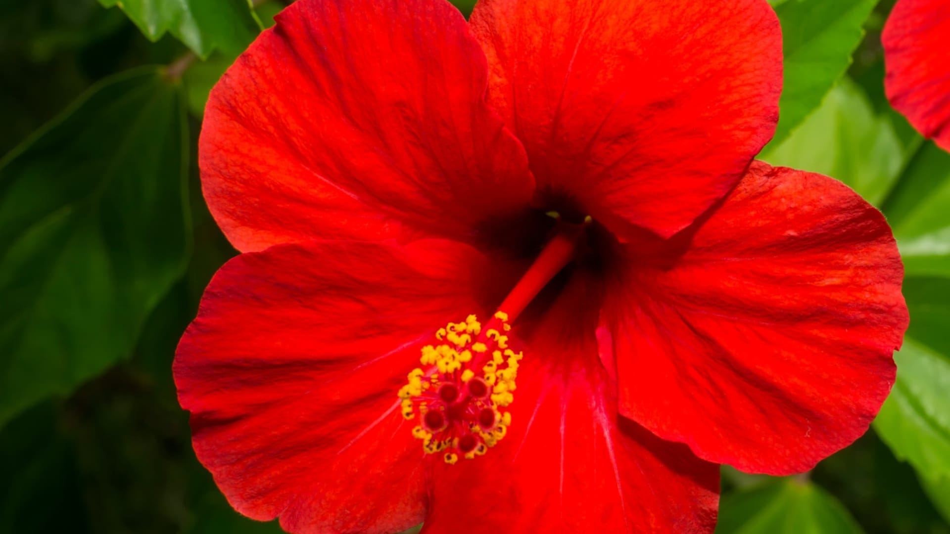 Benefits of hibiscus Flower For Hair in hindi gudhal ko balo me kaise lagaye disprj