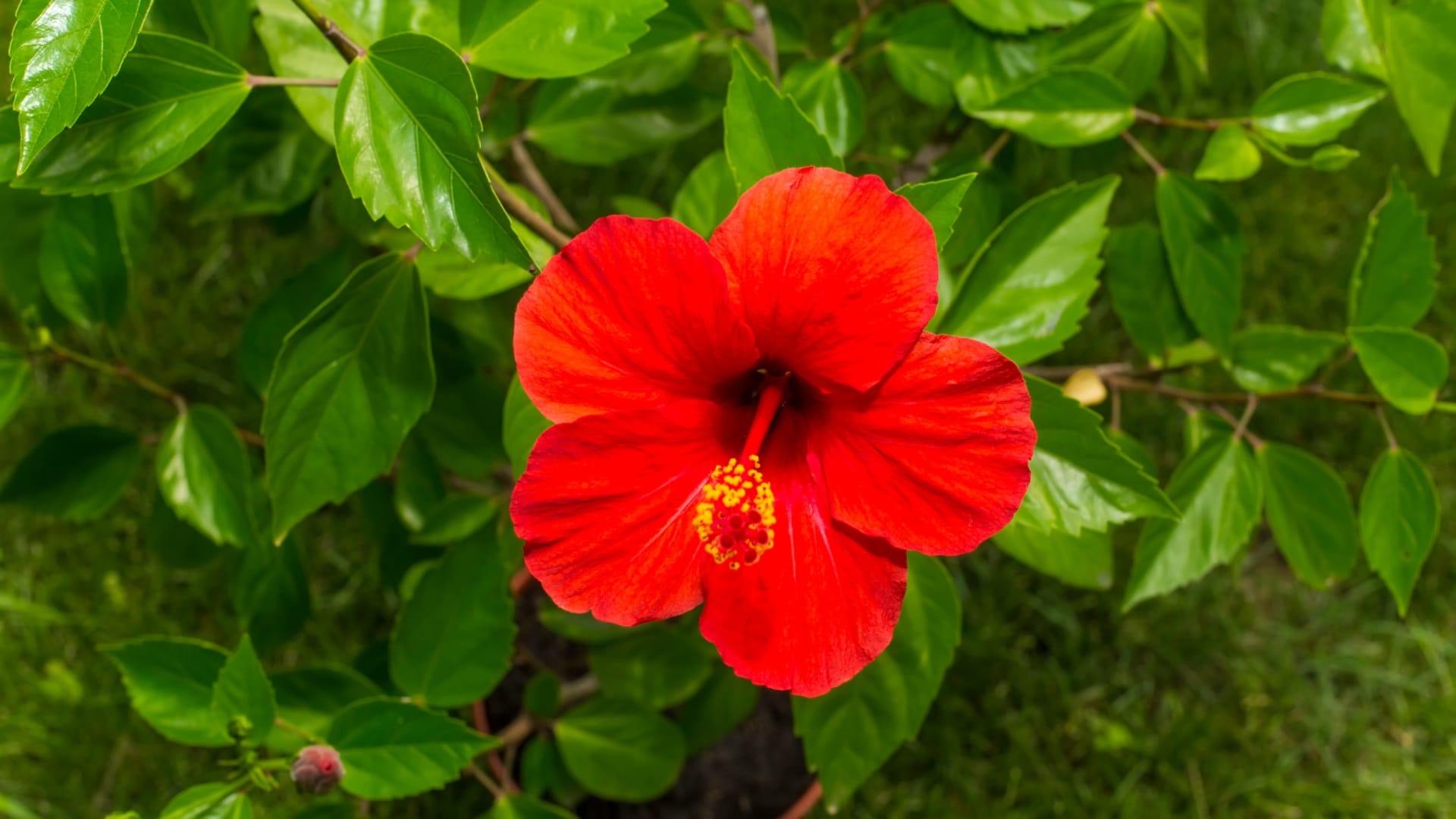 Benefits of hibiscus Flower For Hair in hindi gudhal ko balo me kaise lagaye disprj