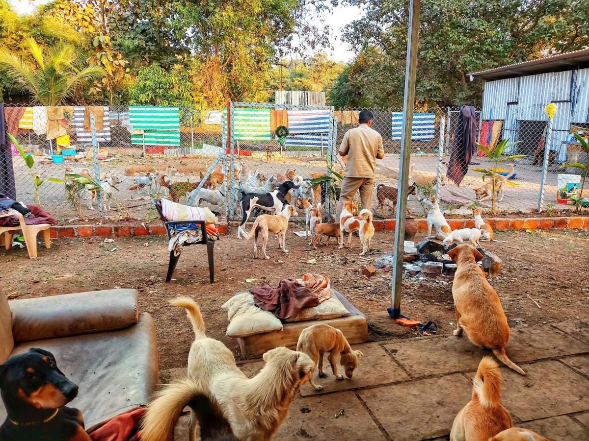Animal hospital worth Rs 3 crore built Khargapur all helpless animals get treatment facility