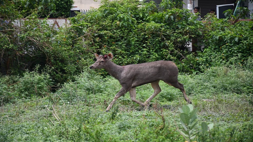 Sambhar died during rescue in haldwani